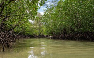 Mangroves restoration efforts